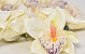 Orchid Cream D14cm