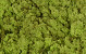 Cladonia Limettengrün pro Kg