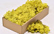 Cladonia Moss Yellow 500gr.