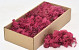 Cladonia Mos Fuchsia 500gr.