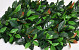 Groene Planten Mat Ilex 50x50cm