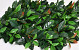 Grüne Pflanze Matte Ilex 50x50cm