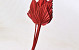 Palm Spear 40-55cm Rouge
