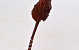 Palm Spear 40-55cm Marron