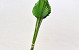 Palm Spear 40-55cm Grün