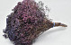 Broom Bloom 50cm Purple Flame