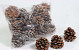 Cônes de Pinus Pinea 9-11cm