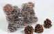 Pinus Pinea Cones 9-11cm