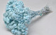 Immortelle du Var 30cm Bleu