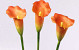 Calla orange 60cm