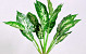 Dieffenbachia Plant 50cm