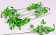 Feuilles Pervenche 45cm vert