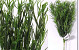 Touffe de Conifere (par 6 pieces) 36cm