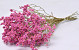 Limonium 45cm Pink