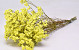 Limonium Jaune 40cm 