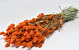 Bouquet Phalaris Orange 70cm