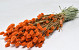 Phalaris Oranje 70cm