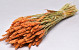 Bouquet Triticum Orange (blé) 70cm