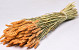 Bouquet Triticum Pêche (blé) 70cm
