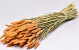 Triticum Pfirsich (Weizen) 70cm