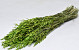 Bouquet Avoine Vert 70cm