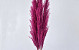 Pampas gras 90-110cm Roze