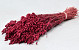 Briza Maxima 100gr. Rood