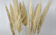 Pampas gras 90-110cm Mix