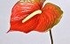 Anthurium  70cm-18cm Red