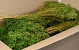 Broom Bloom Groen 50cm PKG