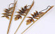 Dried Heliconia 75cm