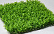 Groene Planten Mat 50x50cm