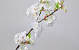 Apple Blossom White 94cm