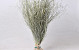 Herbe d'Ours70cm XL +/- 375gr.
