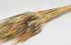 Wheat Black Beard 250gr 75cm