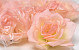 Rose Peach D10cm