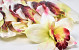 Orchidee Crème/Rood D14cm