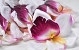 Orchidee D14cm Weiß/Fuchsia