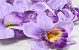 Orchid D14cm Lilac