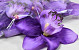 Orchid D16cm Purple
