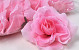 Rose Rose Clair D10cm