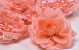 Rose Peach D10cm 