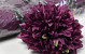 Chrysant D16cm Bordeaux