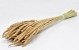 Phleum 100gr. Sand