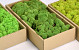 Reindeer Moss Forest Green 500gr.