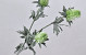 Thistle Spray Green 78cm