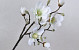 Magnolia Spray White 91cm