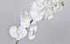 Phalaenopsis Spray White 100cm