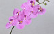 Phalaenopsis Spray Pink 88cm