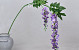Garden Wisteria Lilac 135cm